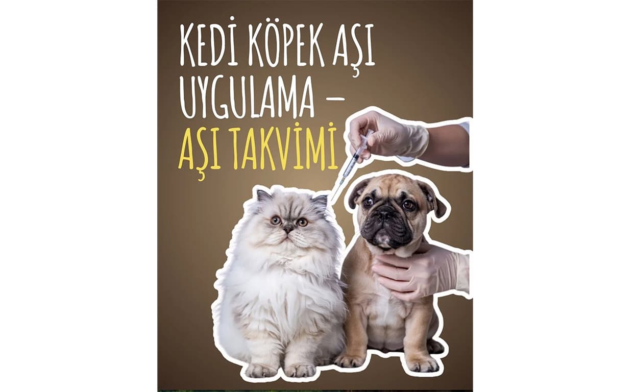 Kedi Köpek Aşı Uygulama - Aşı Takvimi